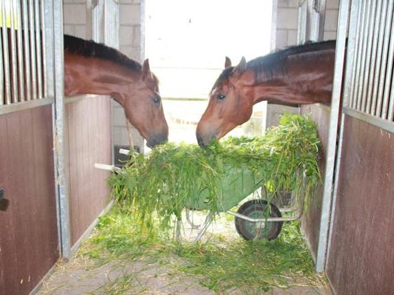 gras_naar_de_paarden_ipv_paarden_in_de_wei_a.JPG