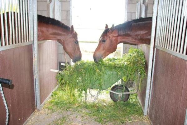 gras_naar_de_paarden_ipv_paarden_in_de_wei_a.JPG